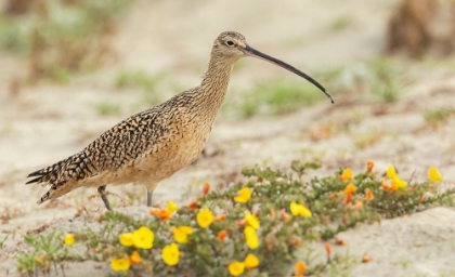 Picture of LONG-BILLED CURLEW AT THE BEACH