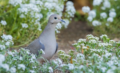 Picture of MOURNING DOVE