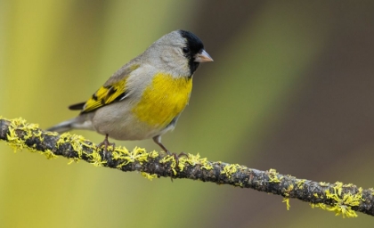 Picture of LAWRENCES GOLDFINCH