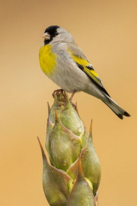 Picture of LAWRENCES GOLDFINCH