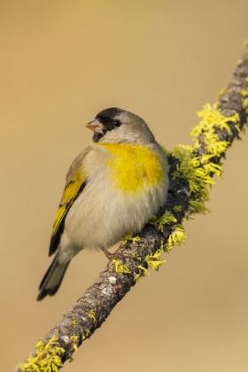 Picture of LAWRENCES GOLDFINCH