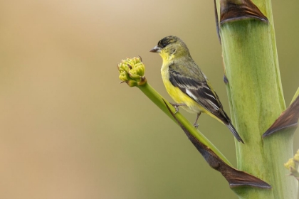 Picture of LESSER GOLDFINCH