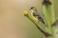 Picture of LESSER GOLDFINCH