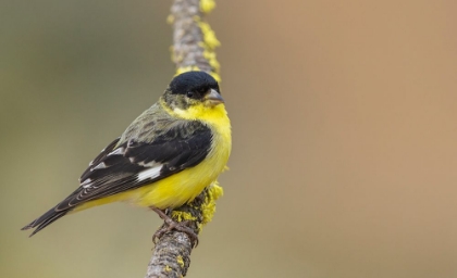 Picture of LESSER GOLDFINCH