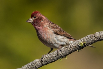 Picture of PURPLE FINCH