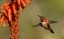 Picture of RUFOUS HUMMINGBIRD-CHOLLA BLOOMS