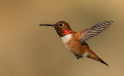 Picture of MALE RUFOUS HUMMINGBIRD