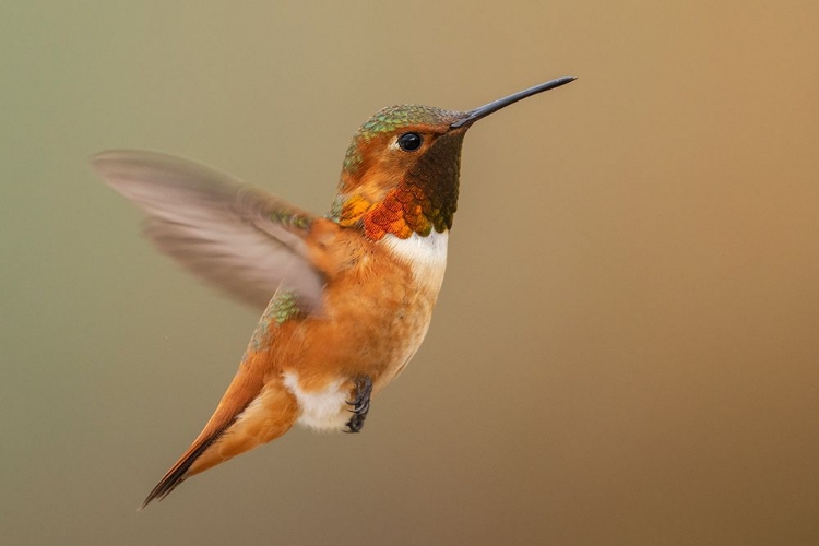 Picture of MALE RUFOUS HUMMINGBIRD