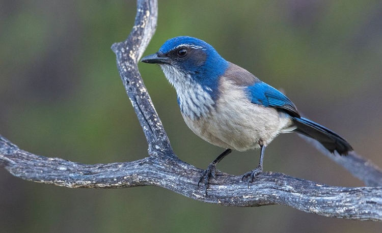 Picture of CALIFORNIA SCRUB JAY