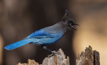 Picture of STELLERS JAY