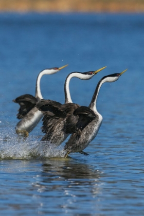 Picture of WESTERN GREBES RUSHING