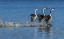 Picture of WESTERN GREBES RUSHING DISPLAY