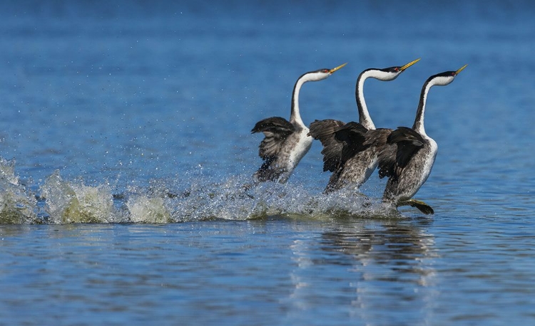 Picture of WESTERN GREBES RUSHING DISPLAY