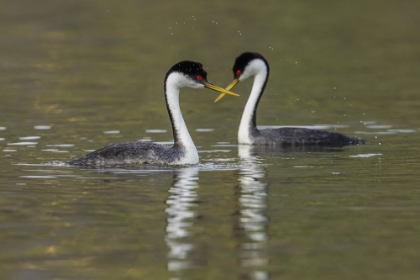 Picture of WESTERN GREBES-COURTING
