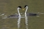 Picture of WESTERN GREBES-COURTING