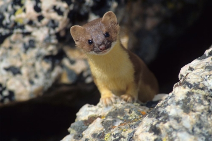 Picture of SHORT-TAILED WEASEL