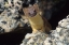 Picture of SHORT-TAILED WEASEL