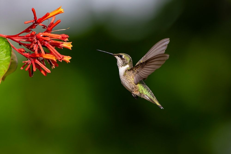 Picture of BLACK-CHINNED HUMMINGBIRD-ARCHILOCHUS ALEXANDRI-FEEDING