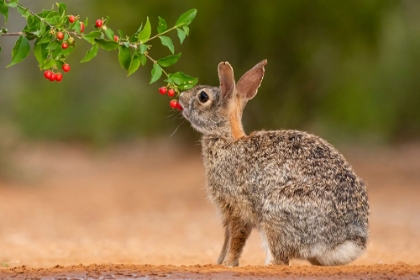 Picture of EASTERN COTTONTAIL-SYLVILAGUS FLORIDANUS-FEEDING