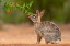 Picture of EASTERN COTTONTAIL-SYLVILAGUS FLORIDANUS-FEEDING