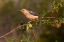 Picture of GOLDEN-FRONTED WOODPECKER-MELANERPES AURIFRONS-PERCHED