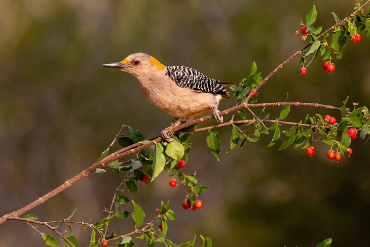 Picture of GOLDEN-FRONTED WOODPECKER-MELANERPES AURIFRONS-PERCHED