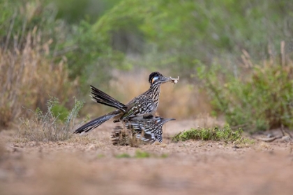 Picture of GREATER ROADRUNNER-GEOCOCCYX CALIFORNIANUS-COPULATING