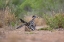 Picture of GREATER ROADRUNNER-GEOCOCCYX CALIFORNIANUS-COPULATING