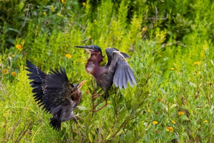 Picture of GREEN HERON-BUTORIDES VIRESCENS-FEEDING TIME