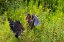 Picture of GREEN HERON-BUTORIDES VIRESCENS-FEEDING TIME