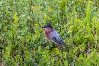 Picture of GREEN HERON-BUTORIDES VIRESCENS-STANDING IN SHRUBS