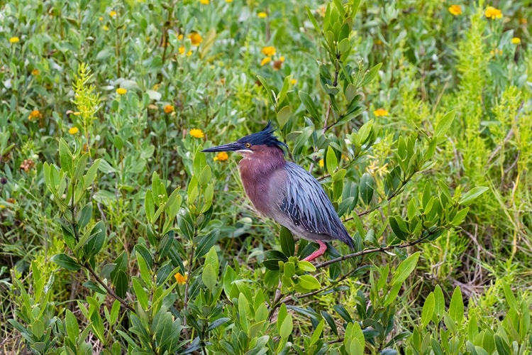 Picture of GREEN HERON-BUTORIDES VIRESCENS-STANDING IN SHRUBS