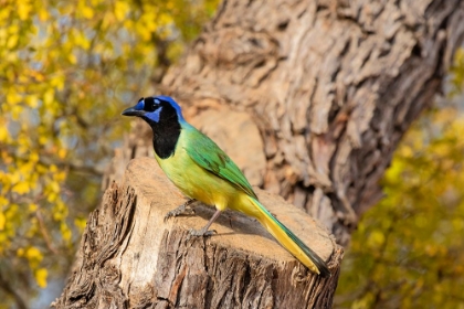 Picture of GREEN JAY-CYANOCORAX YNCAS-PERCHED