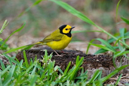 Picture of HOODED WARBLER-WILSONIA CITRINA-PERCHED