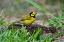 Picture of HOODED WARBLER-WILSONIA CITRINA-PERCHED