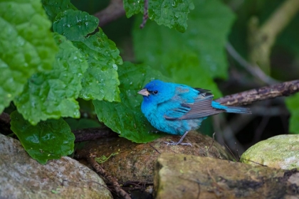 Picture of INDIGO BUNTING-PASSERINA CYANEA-FORAGING MALE