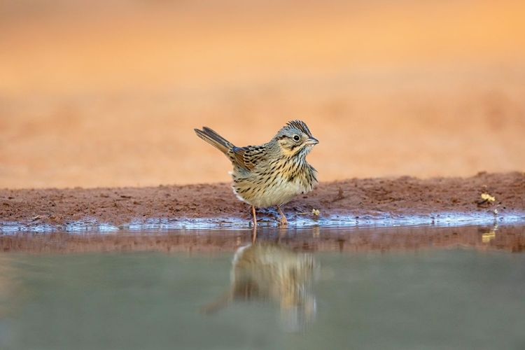 Picture of LINCOLNS SPARROW-MELOSPIZA LINCOLNII-DRINKING