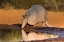 Picture of NINE-BANDED ARMADILLO-DASYPUS NOVEMCINCTUS-DRINKING