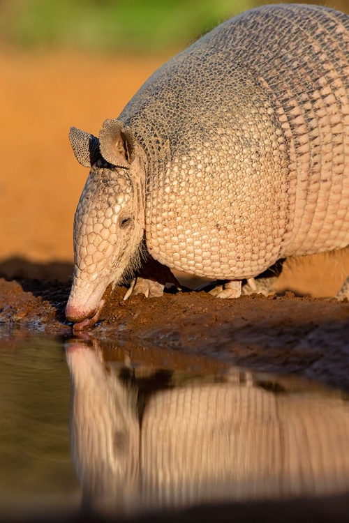 Picture of NINE-BANDED ARMADILLO-DASYPUS NOVEMCINCTUS-DRINKING