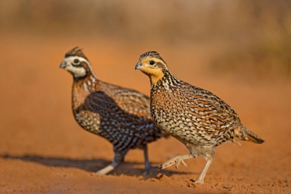 Picture of NORTHERN BOBWHITE-COLINUS VIRGINIANUS-PAIR