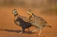 Picture of NORTHERN BOBWHITE-COLINUS VIRGINIANUS-PAIR