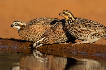 Picture of NORTHERN BOBWHITE-COLINUS VIRGINIANUS-DRINKING