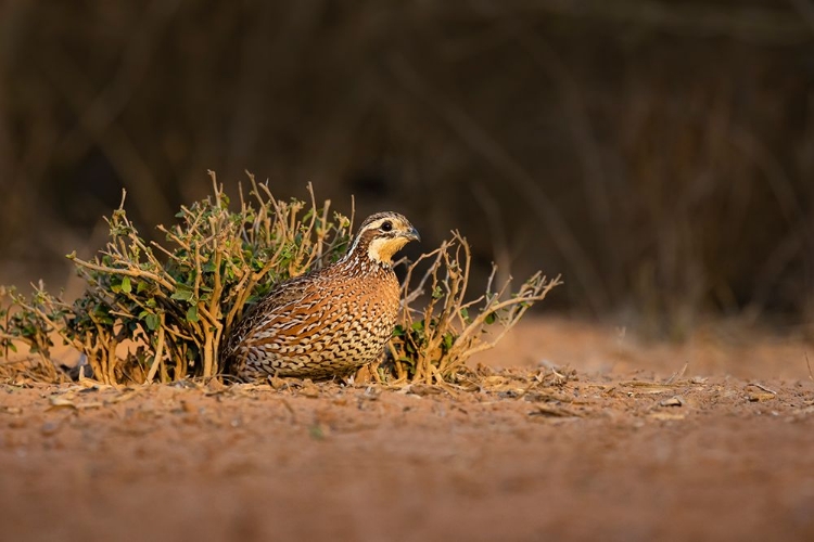 Picture of NORTHERN BOBWHITE-COLINUS VIRGINIANUS-FEMALE HIDING