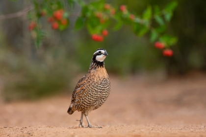 Picture of NORTHERN BOBWHITE-COLINUS VIRGINIANUS-FEEDING