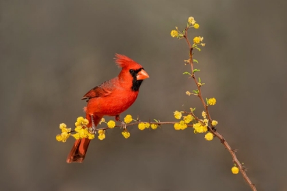 Picture of NORTHERN CARDINAL-CARDINALIS CARDINALIS-PERCHED