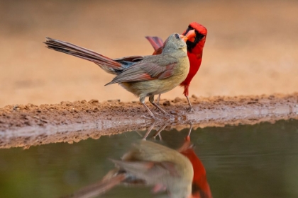 Picture of NORTHERN CARDINALS-TEXAS-USA