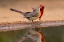 Picture of NORTHERN CARDINALS-TEXAS-USA