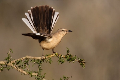 Picture of NORTHERN MOCKINGBIRD-MIMUS POLYGLOTTOS-PERCHED