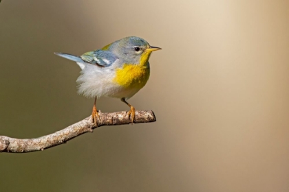 Picture of NORTHERN PARULA-PARULA AMERICANA-PERCHED