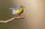 Picture of NORTHERN PARULA-PARULA AMERICANA-PERCHED